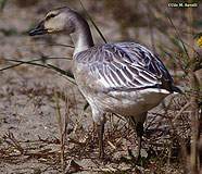 Snow Goose