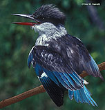 Striped Kingfisher