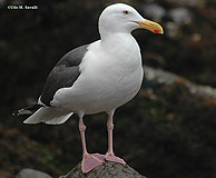 Western Gull