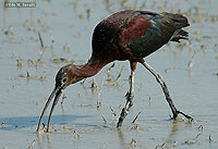 Whitefaced Ibis