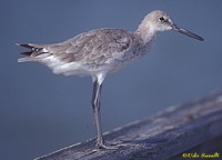 Willet