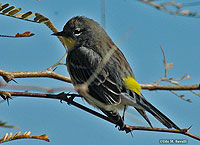 Yellow-rumped Warbler