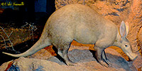 Aardvark Taxidermy