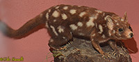 Eastern Quoll Taxidermy Mount