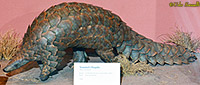 Pangolin taxidermy