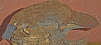 Platypus Mount