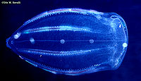 Lobed Comb Jelly