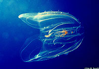 Lobed Comb Jelly