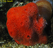 Red Ball Sponge