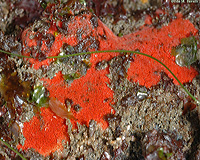 Red Encrusting Sponge