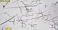 Scypha Spicules