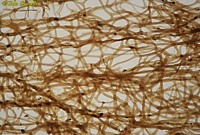 Sponge Fibers