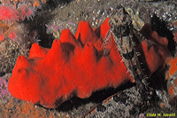 Red Volcano Sponge