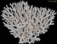 Birds Nest Coral