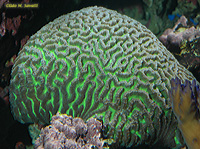 Brain coral