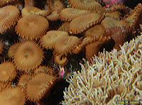 Button Polyps