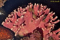 Calif Hydrocoral