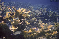 Elkhorn Coral