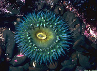 Giant Green Anemone