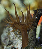 Glass Anemone