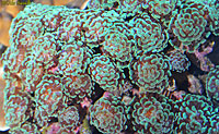 Hammer coral