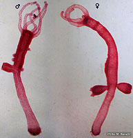 Hydra Reproduction