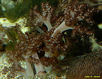 Kenya Tree Coral