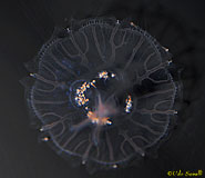 Moon Jelly Ephyra