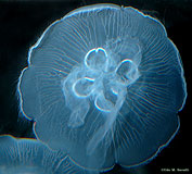 Moon Jelly