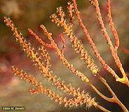 Orange Gorgonian