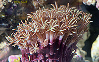 Organ Pipe Coral