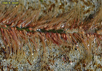 Clytia Polyps