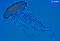 Pacific Sea Nettle