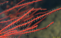 Red Gorgonian