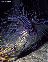 Tube Anemone