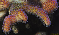 Unidentified Coral