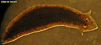 Planaria