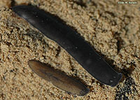 Planaria