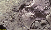 Fossil Bryozoan Colony