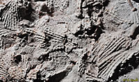 Fossil Fenestella Bryozoans