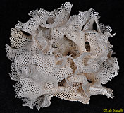 Lacy Bryozoan Colony