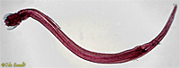 Arrow Worm