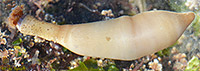 Bushy-headed Peanut Worm