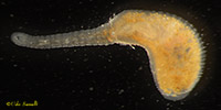 Biocular Leech