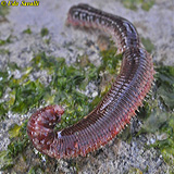 blood Worm