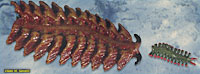 Cambrian Annelids