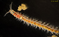 Dorvilleid Worm