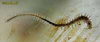 Dorvilleid Worm