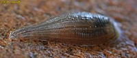 Helobdella Leech