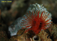 Feather-duster Worms